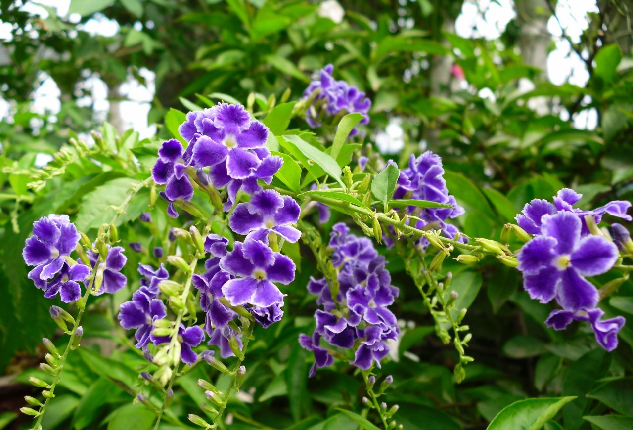 青島花園設計之蕾絲金露花