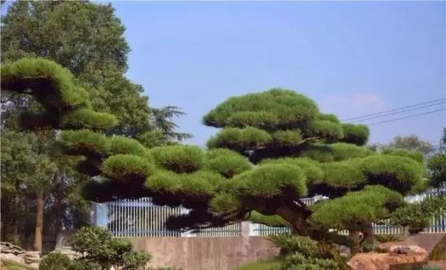 這幾種庭院景觀樹(shù)讓您的別墅庭院景觀更有靈性