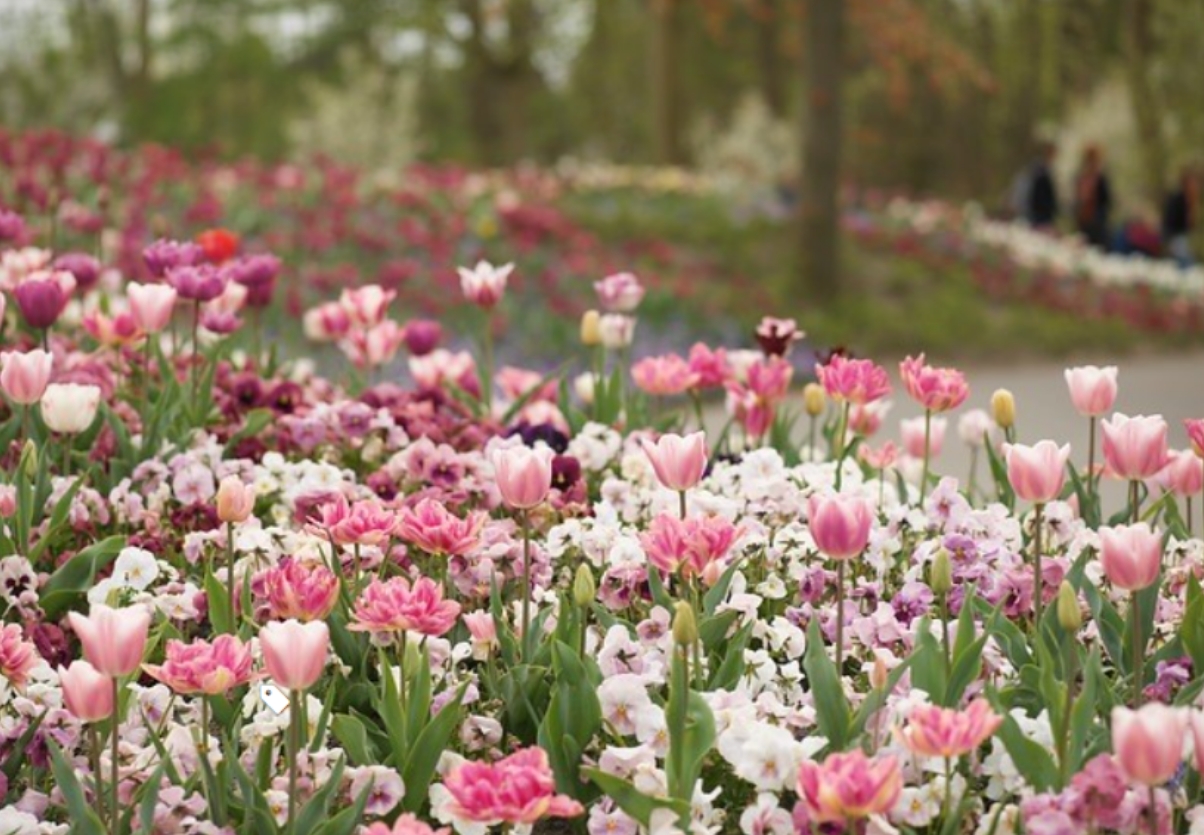 不種滿花，怎么叫花園？