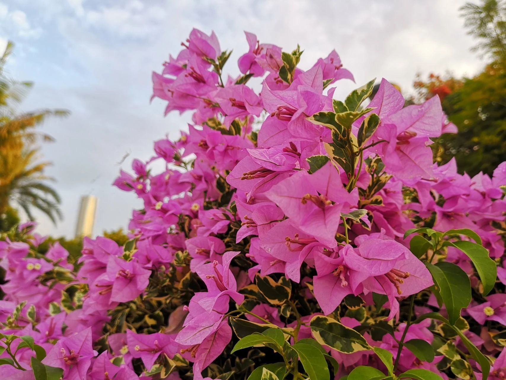 人人都能有的陽臺花園，時(shí)時(shí)都可享的室內(nèi)庭院。收下這一份陽臺種植指南～